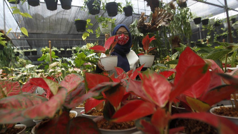 Mengisi Libur Cuti Bersama dengan Berburu Tanaman Hias - Bagian 4