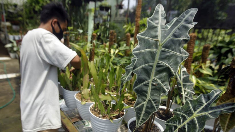 Mengisi Libur Cuti Bersama dengan Berburu Tanaman Hias - Bagian 5