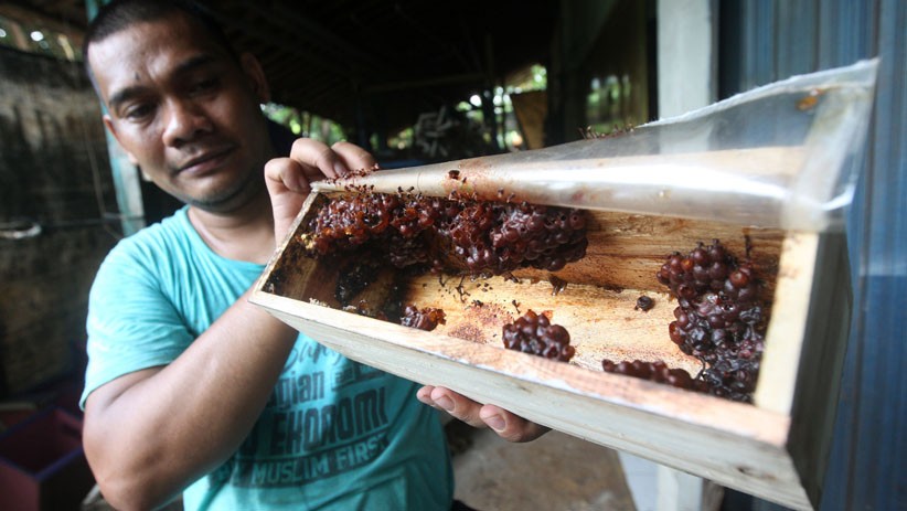 Peternak Madu Klanceng Bertahan di Tengah Pandemi Covid-19 - Bagian 1