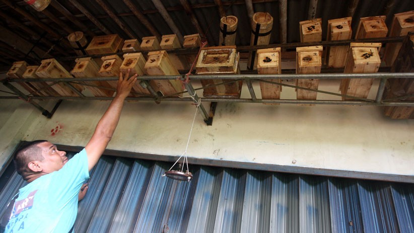 Peternak Madu Klanceng Bertahan di Tengah Pandemi Covid-19 - Bagian 4
