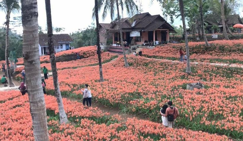 Pemandangan Indah Musim Bunga Gambar Viral Hd