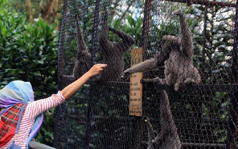Libur Panjang, Ribuan Wisatawan Serbu Kebun Binatang Bandung