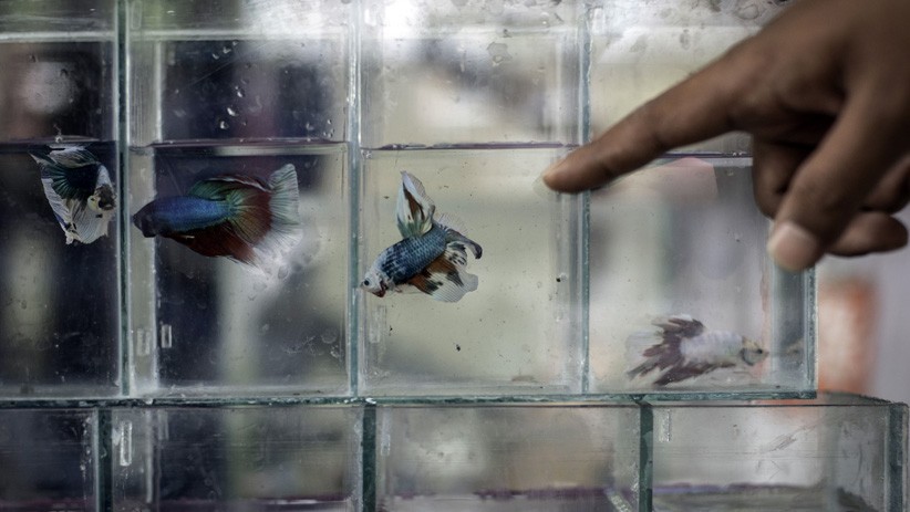 Ikan Cupang Jutaan Rupiah Dipamerkan di Pasar Gembrong Cipinang - Bagian 1