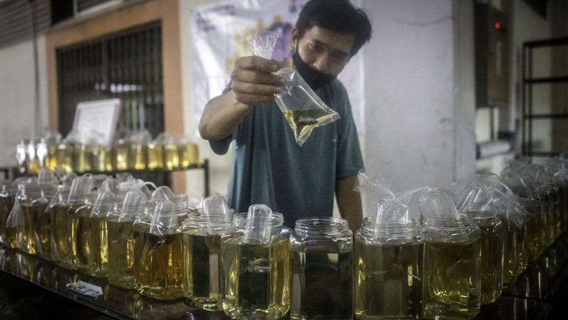 Ikan Cupang Jutaan Rupiah Dipamerkan di Pasar Gembrong Cipinang - Bagian 2