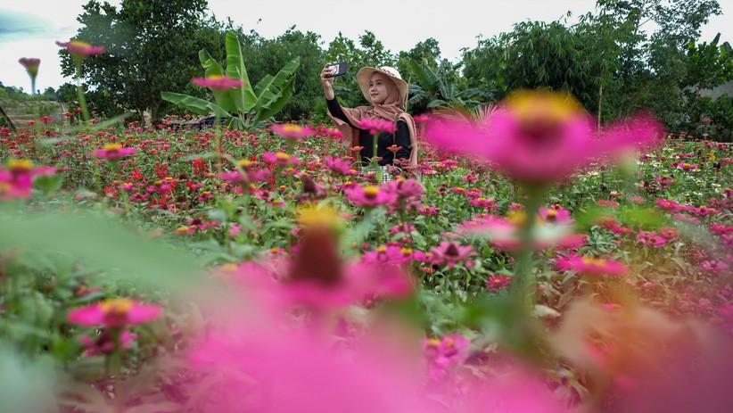 Warna-warni Taman Bunga Jadi Spot Foto Instagramable di Pulau Bangka