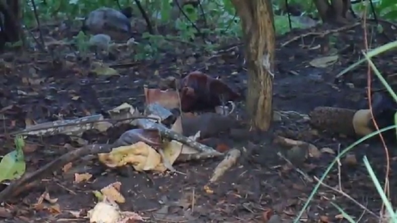 Sempat Viral, Bunga Bangkai di Pemakaman Parepare Dirusak Orang