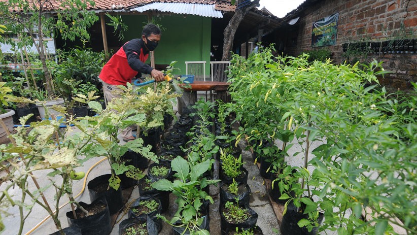 Warga Klaten Tanam Sayuran Organik untuk Dibagikan Gratis - Bagian 1