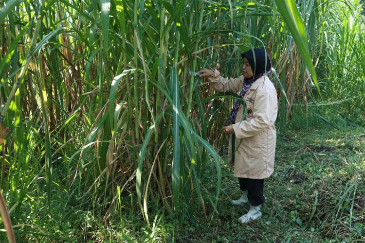 title UGM Kembangkan Rumput Gama Umami, untuk Pakan Ternak dan Sumber Energi Alternatif UGM Kembangkan Rumput Gama Umami, untuk Pakan Ternak dan Sumber Energi Alternatif