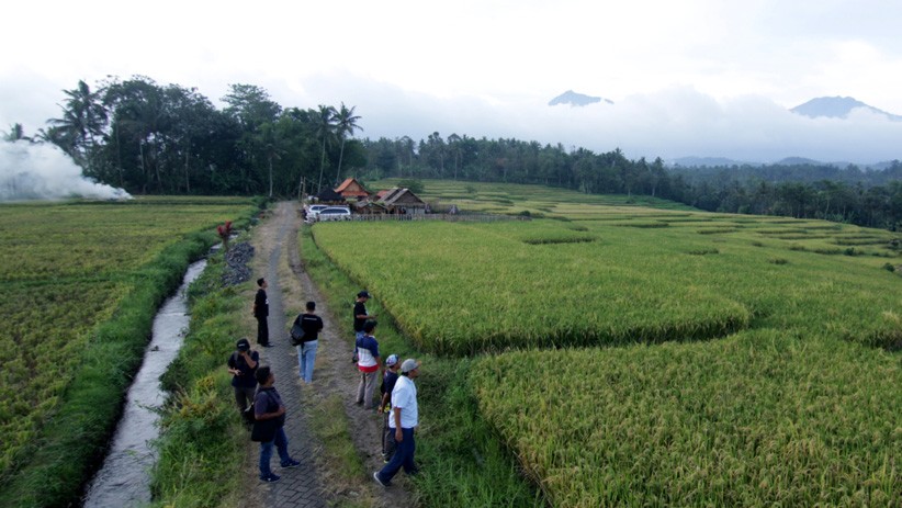 Melepas Penat dengan Menikmati Pemandangan Sawah di Kaki Gunung Ijen - Bagian 2