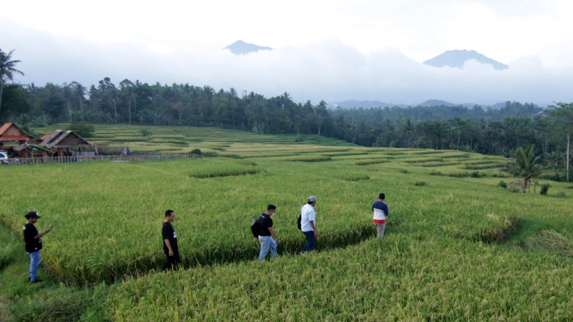 Melepas Penat dengan Menikmati Pemandangan Sawah di Kaki Gunung Ijen - Bagian 1