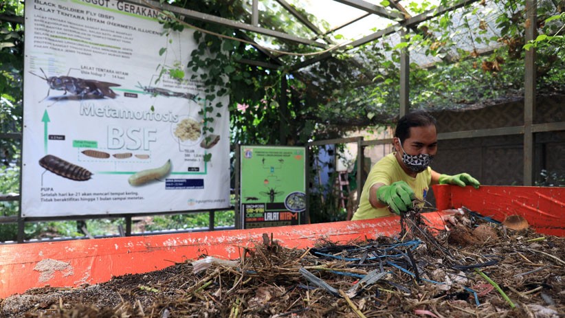Mengurai Sampah Organik dengan Budi Daya Maggot - Bagian 2