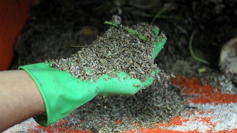 Mengurai Sampah Organik dengan Budi Daya Maggot - Bagian 1