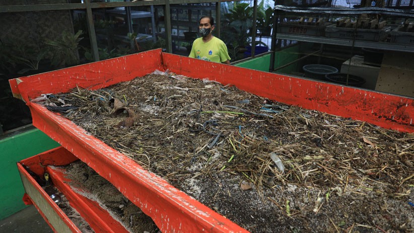 Mengurai Sampah Organik dengan Budi Daya Maggot - Bagian 4