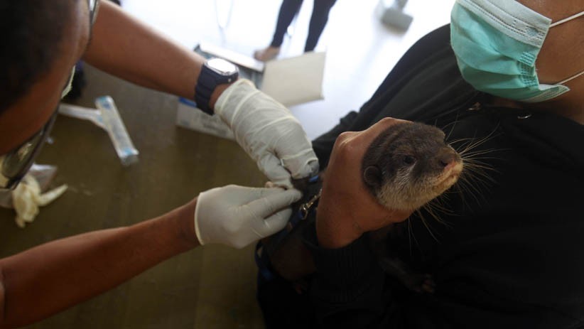 200 Hewan Peliharaan Disuntik Vaksin Rabies Gratis - Bagian 5