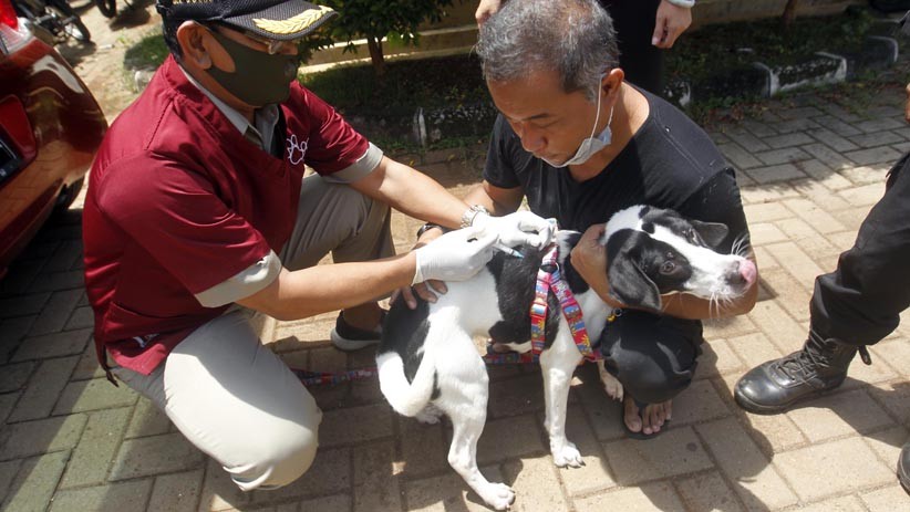 200 Hewan Peliharaan Disuntik Vaksin Rabies Gratis - Bagian 6