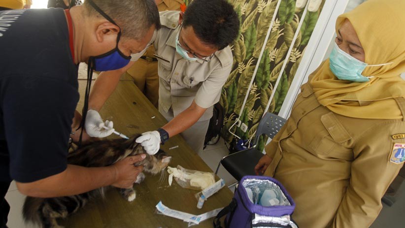 200 Hewan Peliharaan Disuntik Vaksin Rabies Gratis - Bagian 3