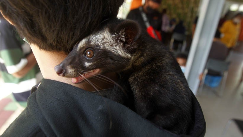 200 Hewan Peliharaan Disuntik Vaksin Rabies Gratis - Bagian 4