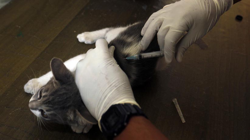 200 Hewan Peliharaan Disuntik Vaksin Rabies Gratis - Bagian 1