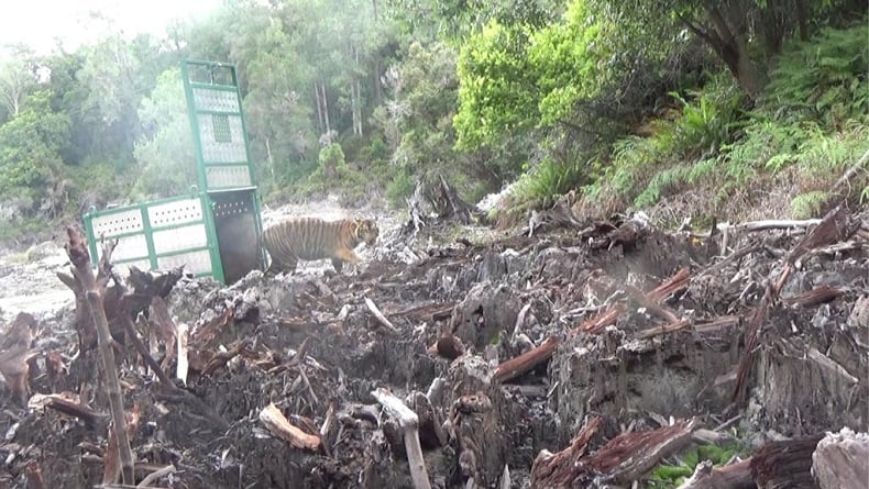 BBKSDA Lepasliarkan Harimau Sumatera Sri Nabilla di Taman Nasional Gunung Leuser
