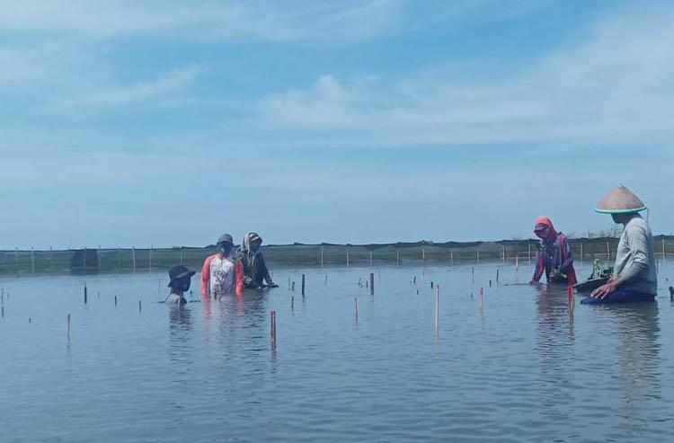 Cegah Abrasi, 26.000 Bibit Mangrove Ditanam di Pesisir Depok sampai Samas  