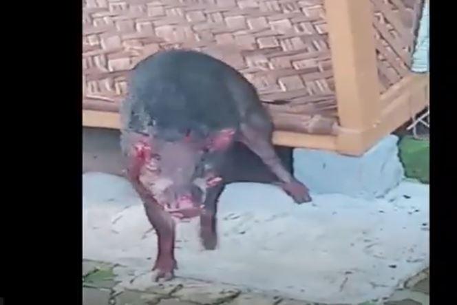 Viral Babi Hutan Masuk Rumah di Lebak Banten, 1 Orang Luka-Luka