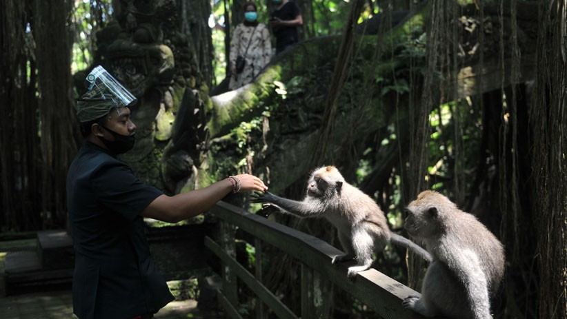 Objek Wisata Monkey Forest Ubud Dibuka Kembali untuk Wisatawan - Bagian 3