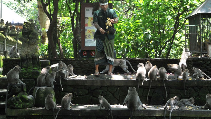 Objek Wisata Monkey Forest Ubud Dibuka Kembali untuk Wisatawan - Bagian 1