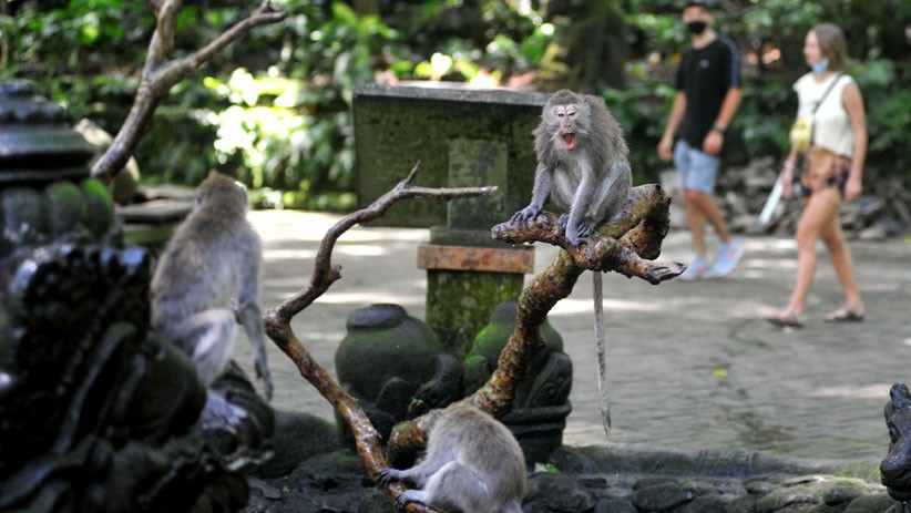 Objek Wisata Monkey Forest Ubud Dibuka Kembali untuk Wisatawan - Bagian 2