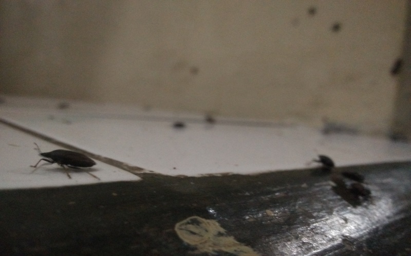 Serangga Lembing Serang Wilayah Utara Majalengka, Warga Resah