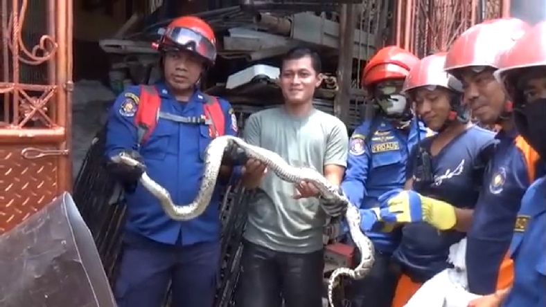 Dramatis, Tim Damkar Makassar Evakuasi Ular Piton di Gudang Besi Bekas