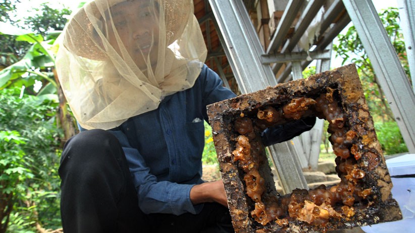 Produksi Madu Meningkat di Tengah Pandemi Covid-19 - Bagian 1