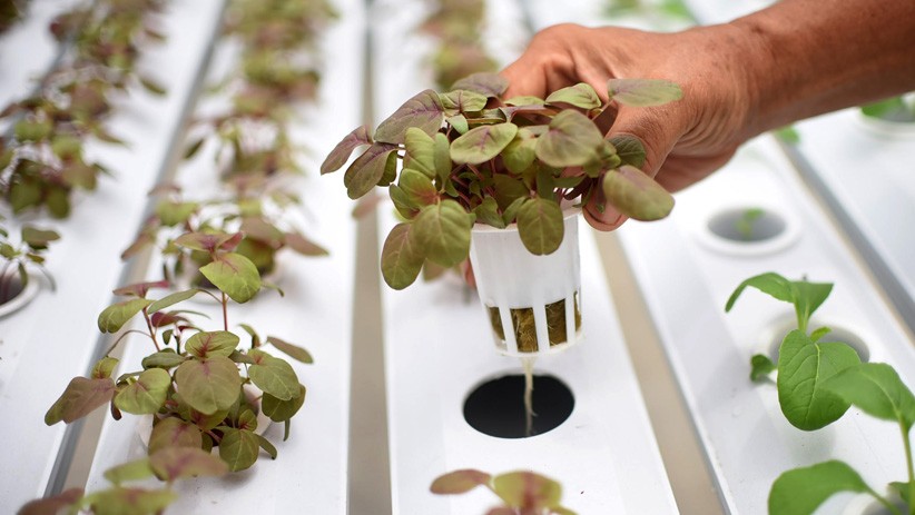 Kembangkan Pertanian Perkotaan, Warga Sunter Gunakan Sistem Rumah Kaca - Bagian 4