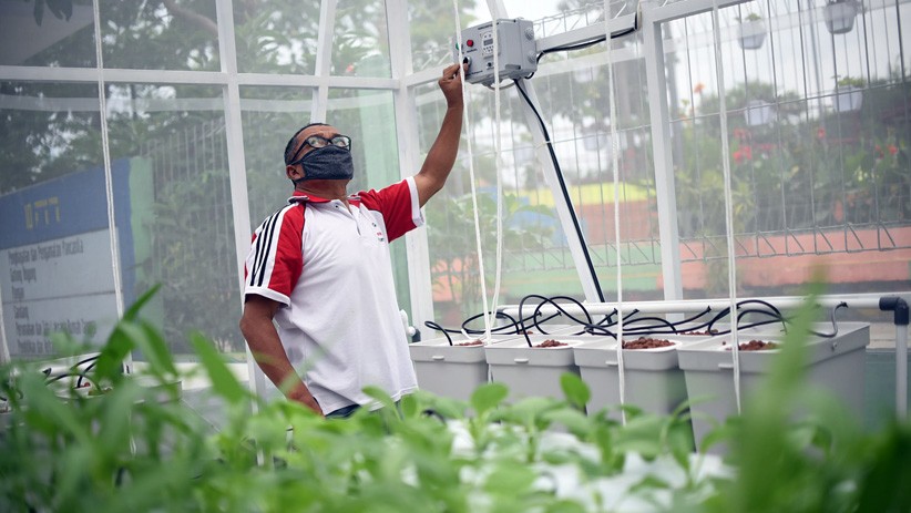 Kembangkan Pertanian Perkotaan, Warga Sunter Gunakan Sistem Rumah Kaca - Bagian 2