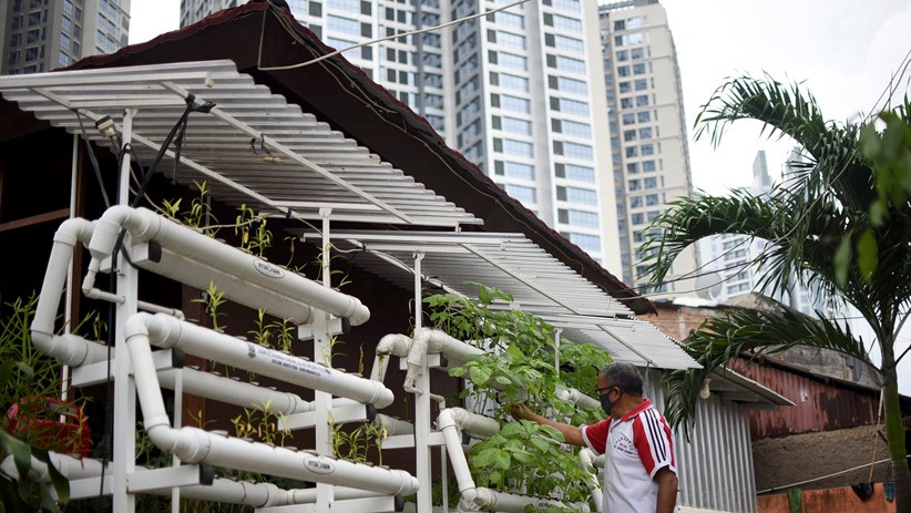 Kembangkan Pertanian Perkotaan, Warga Sunter Gunakan Sistem Rumah Kaca - Bagian 3