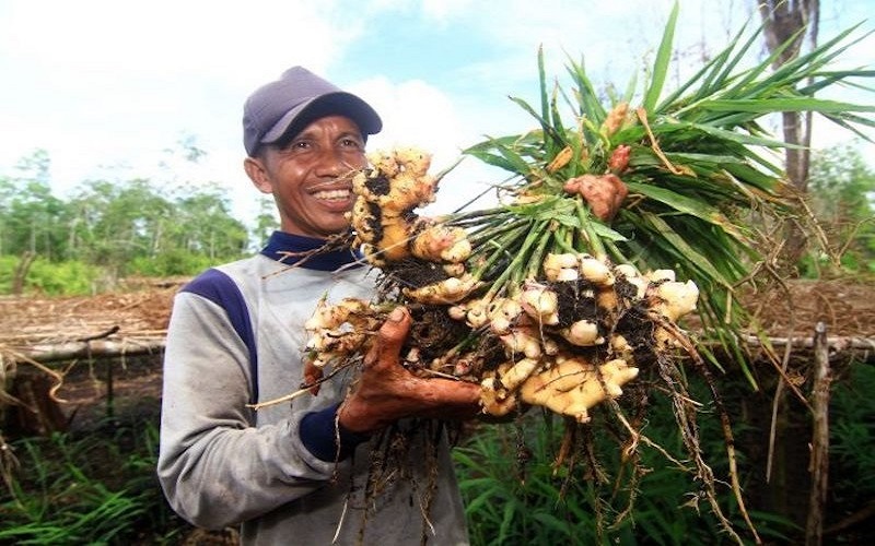 Petani di Sumsel Tertarik Tanam Jahe di Tengah Pandemi, Ternyata Ini Alasannya