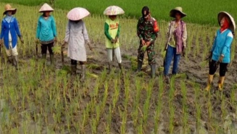 Tahun Ini, Pemprov Lampung Targetkan Panen 3 Juta Ton Padi