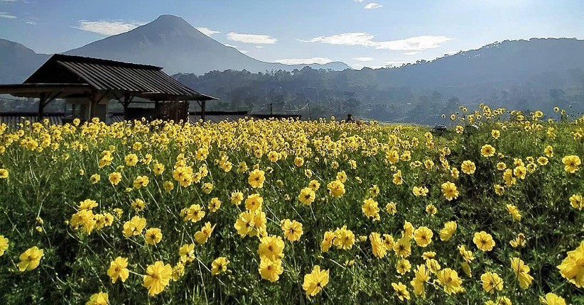 Menikmati Hamparan Bunga Kenikir Di Lereng Gunung Mojokerto Bagian All