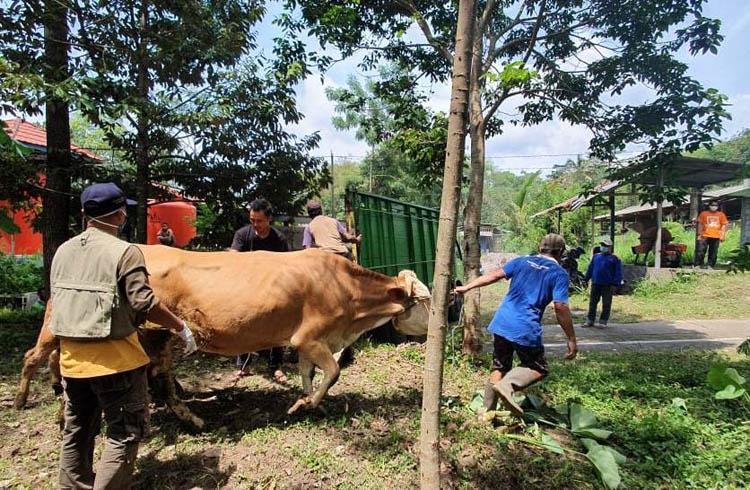 Ternak Sapi Milik Warga di Lereng Merapi Diungsikan