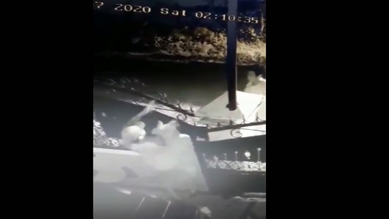 title Aksi Pencurian Anjing Golden Retriever di Medan Terekam CCTV Aksi Pencurian Anjing Golden Retriever di Medan Terekam CCTV