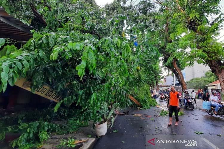 Puluhan Pohon Di Kudus Tumbang Akibat Diterjang Hujan Dan Angin Kencang Bagian 1