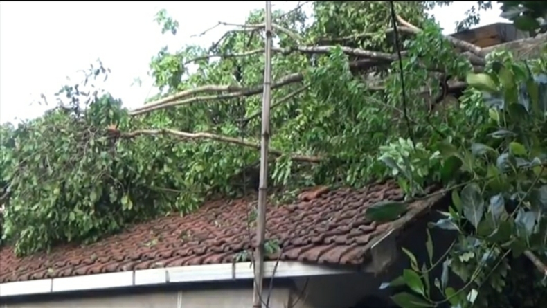 Hujan Angin di Jombang, Pohon Besar Roboh Timpa Atap Rumah Warga