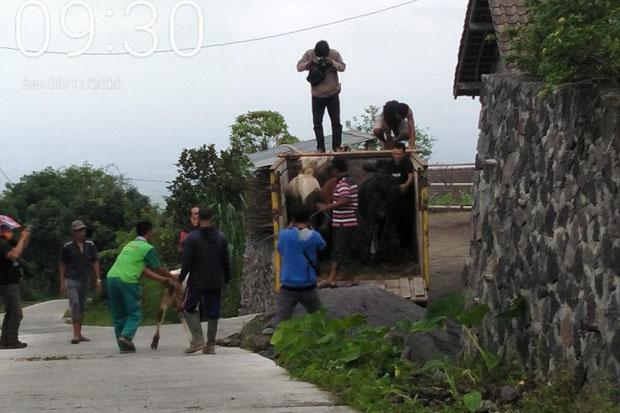 Ratusan Ternak Warga Lereng Merapi Telah Diungsikan