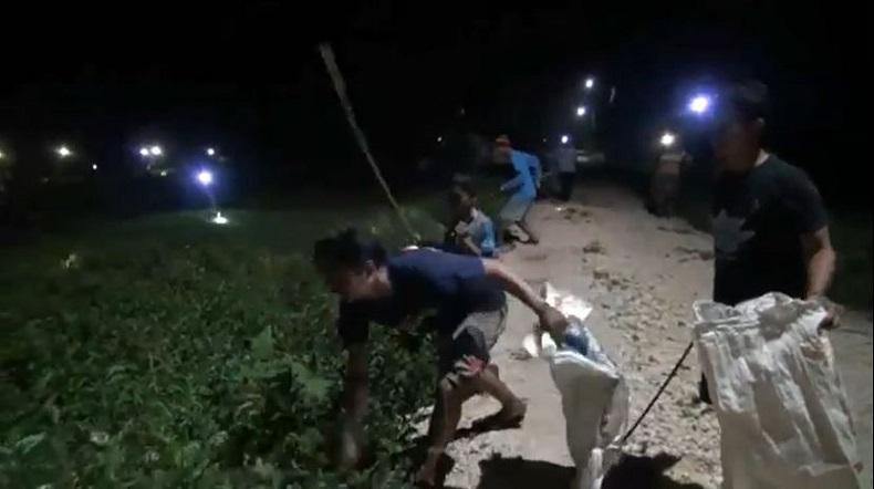 Tak Ingin Gagal Panen Lagi, Para Petani di Lamongan Berburu Tikus pada Malam Hari
