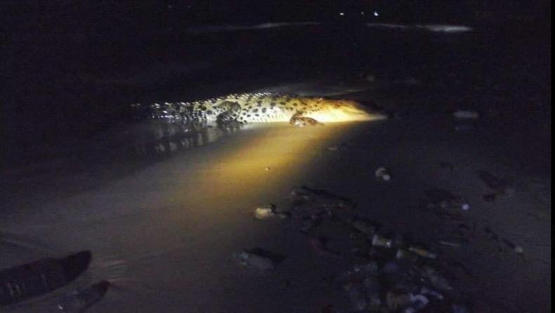 Buaya Muara Tertangkap Kamera Nongkrong di Kafe Bhayangkara Toboali