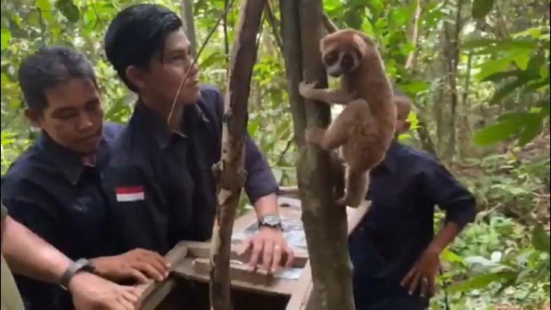 BKSDA Bangka Lepasliarkan Tenggiling dan Kukang ke Habitat