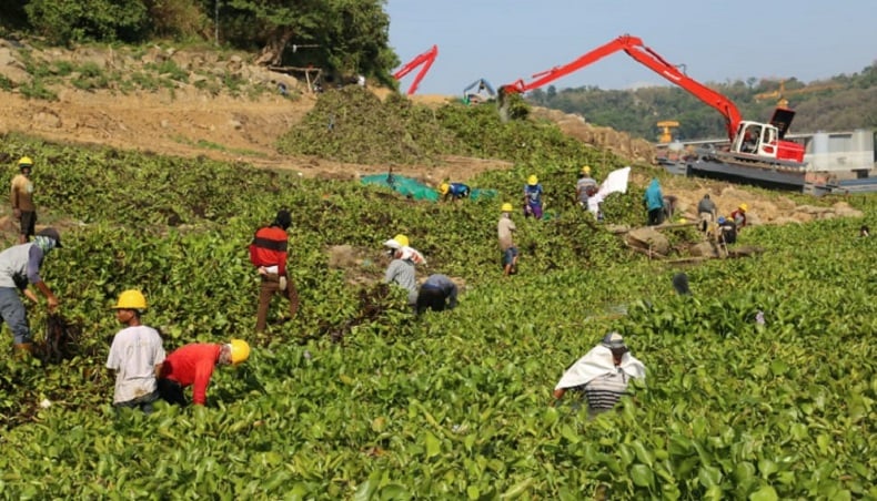Eceng Gondok Kembali Penuhi Waduk Jatiluhur