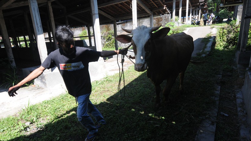 Warga Lereng Gunung Merapi Evakuasi Sapi Ternak ke Tempat Penampungan Hewan - Bagian 2