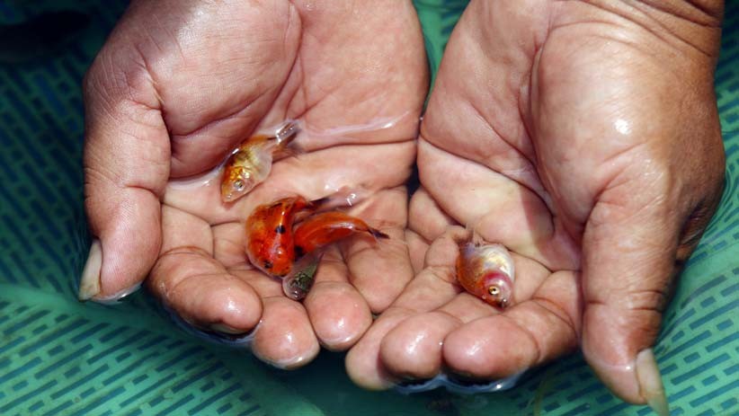 Permintaan Ikan Hias Meningkat di Tengah Pandemi Covid-19 - Bagian 2