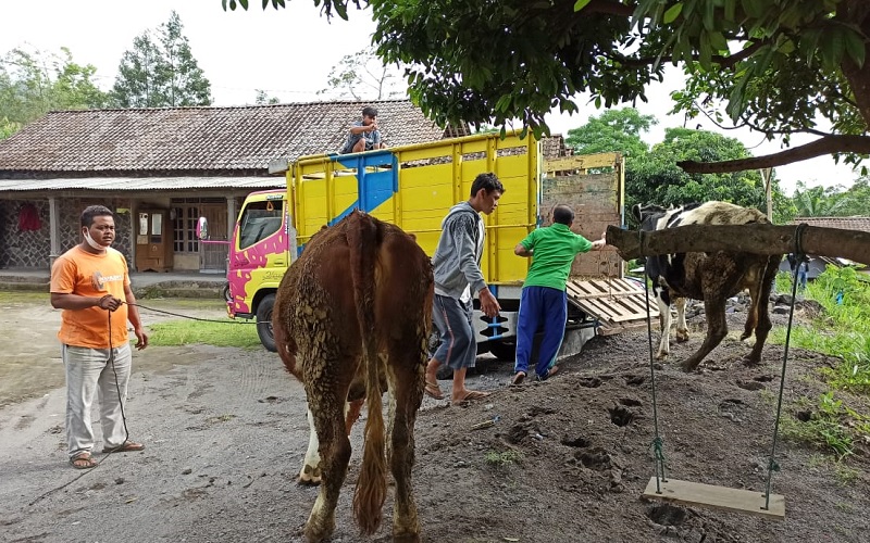 Ratusan Sapi Milik Pengungsi Merapi Dievakuasi di Balai Desa Balerante Klaten