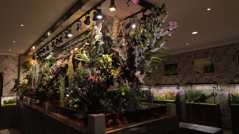 Penampakan Aquascape Panjang 6 Meter Seharga Rp300 Juta - Bagian 2